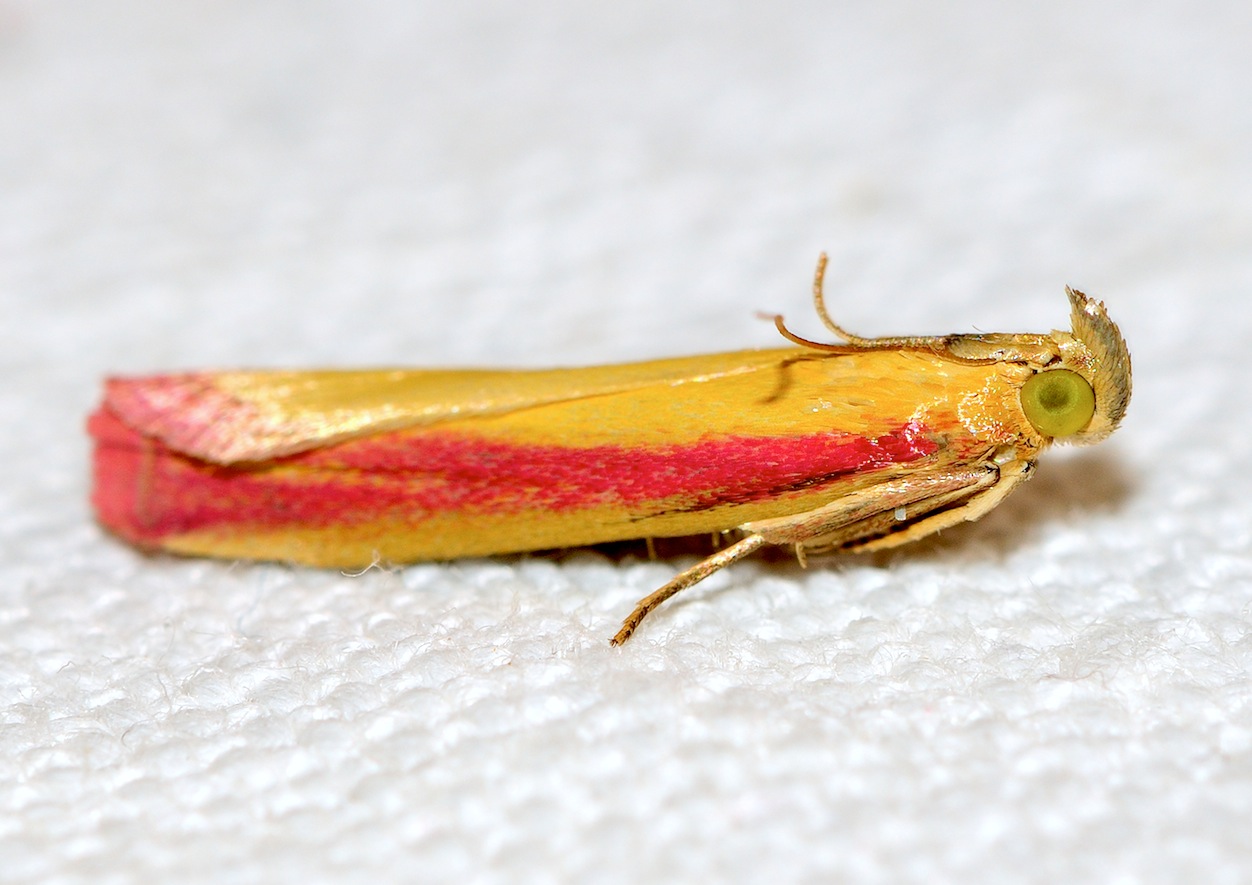 Pyralidae Phycitinae n 7-Oncocera semirubella